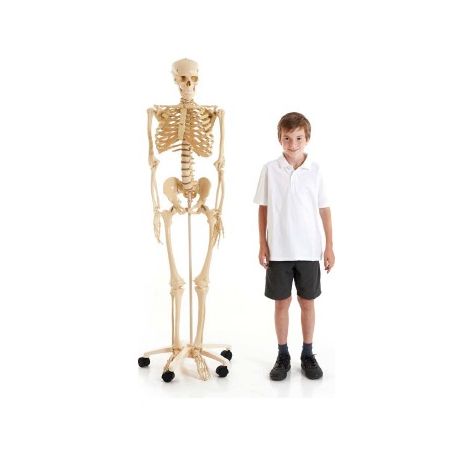 SCHELETRO CORPO UMANO CM. 160 PER BAMBINI