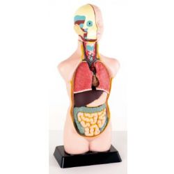 BUSTO ANATOMICO