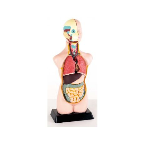 BUSTO ANATOMICO PER BAMBINI