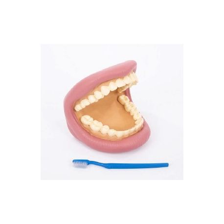 DENTI E SPAZZOLINO PER BAMBINI