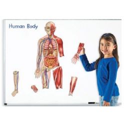 CORPO UMANO MAGNETICO DUBLE-FACE