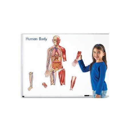 CORPO UMANO MAGNETICO DUBLE-FACE PER BAMBINI